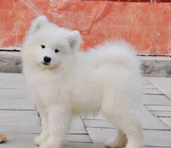 萨摩耶幼犬领养泰迪博美比熊金毛拉拉