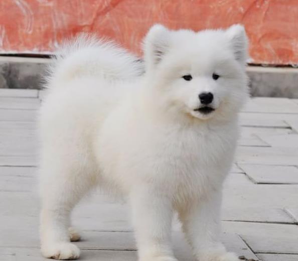 萨摩耶幼犬领养泰迪博美比熊金毛拉拉