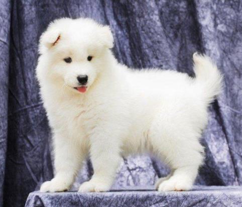 可爱萨摩耶犬狗狗出售 公母都有 支持上门挑选