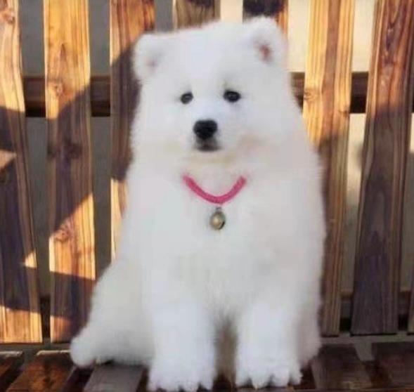 可爱萨摩耶犬狗狗出售 公母都有 支持上门挑选