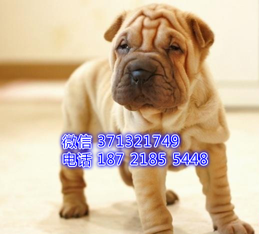 深圳犬舍出售 沙皮犬纯种幼犬 呆萌狗场繁殖 