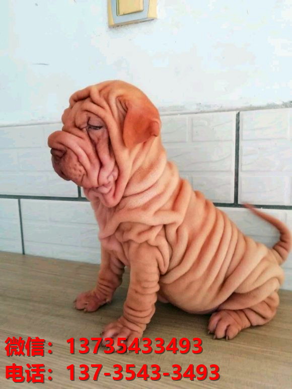 晋中犬舍 健康正宗沙皮狗幼犬出售哪里有宠物