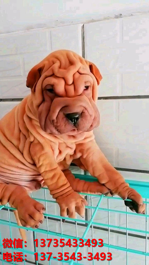 西安狗场犬舍 出售纯种沙皮狗正宗健康宠物狗犬舍领养宠物狗狗卖狗