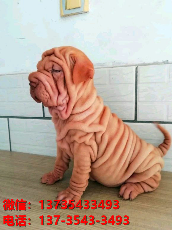 大理犬舍 健康正宗沙皮狗幼犬出售哪里有宠物