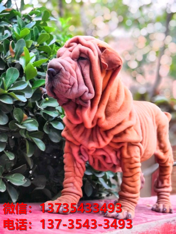 苏州犬舍 出售纯种沙皮狗正宗健康宠物狗犬舍