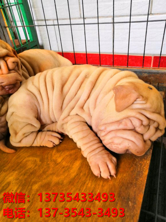 厦门犬舍 出售纯种沙皮狗正宗健康宠物狗犬舍领养宠物狗狗卖狗
