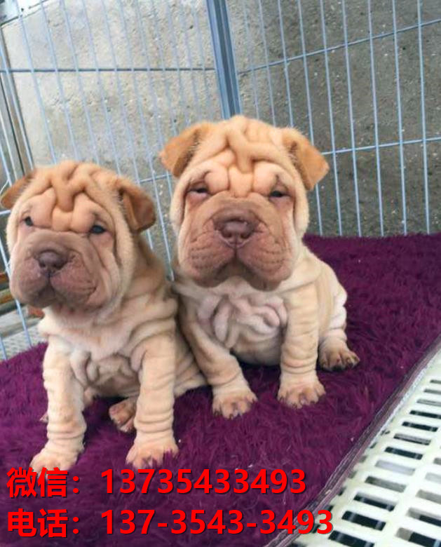 随州犬舍 健康正宗沙皮狗幼犬出售哪里有宠物