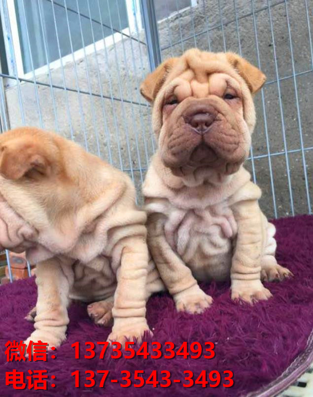 厦门犬舍 出售纯种沙皮狗正宗健康宠物狗犬舍领养宠物狗狗卖狗