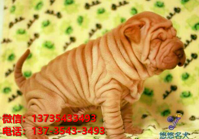 德州犬舍 健康正宗沙皮狗幼犬出售哪里有宠物