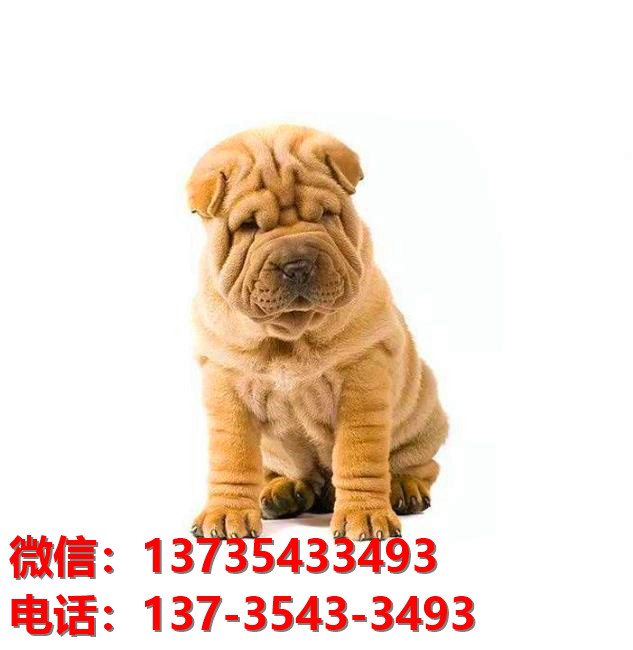 海口犬舍 健康正宗沙皮狗幼犬出售哪里有宠物