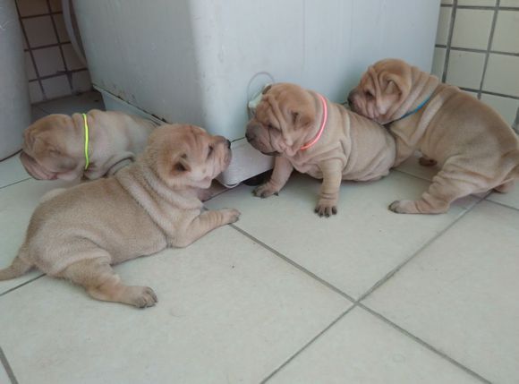 正宗沙皮狗出售 昆明犬舍领养宠物狗市场在哪