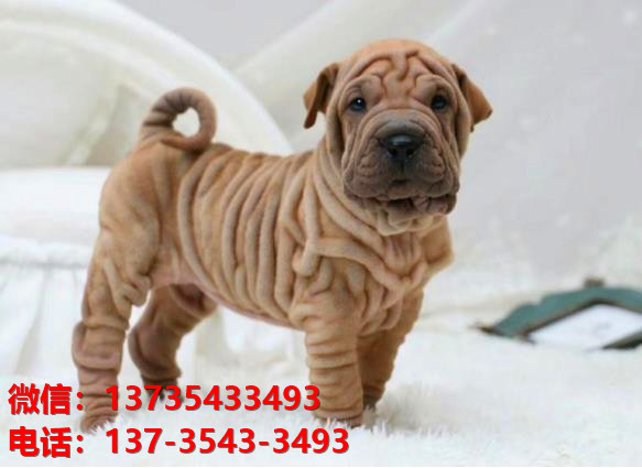 江门犬舍 健康正宗沙皮狗幼犬出售哪里有宠物