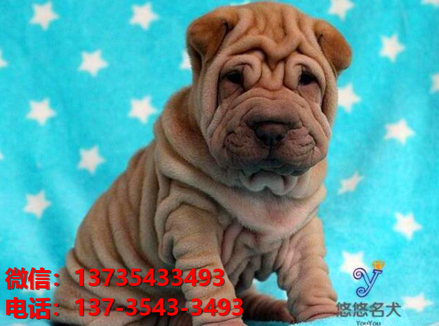 泰州犬舍 健康正宗沙皮狗幼犬出售哪里有宠物