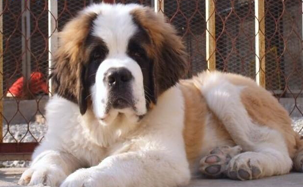 保山本地哪里买卖圣伯纳小狗保山地区出售纯种