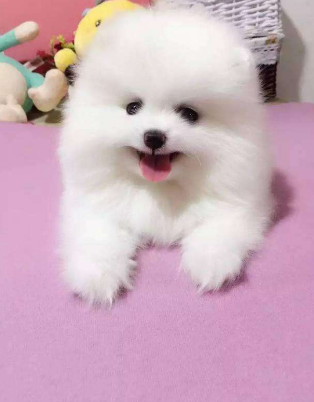 德宏本地哪里买卖博美幼犬,芒市潞西出售纯种