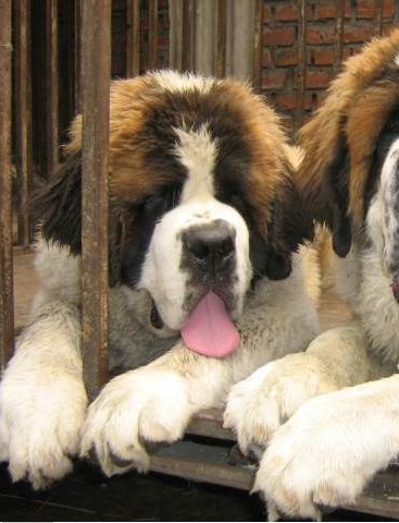 芒市本地出售圣伯纳犬德宏地区哪里买卖圣伯纳