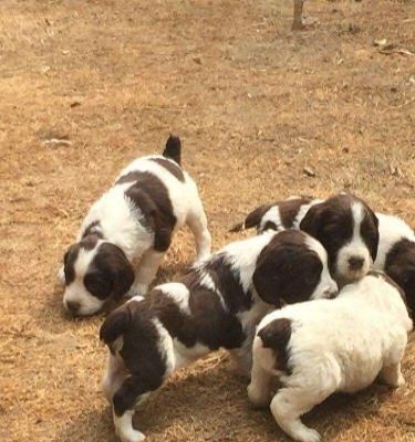 玉溪哪里买史宾格 云南狗狗基地出售史宾格幼