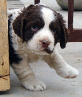 红河州买史宾格请进 云南狗场史宾格幼犬出售