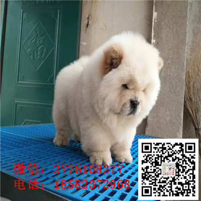 长治哪里有卖纯种松狮犬 松狮幼犬多少钱 肉嘴