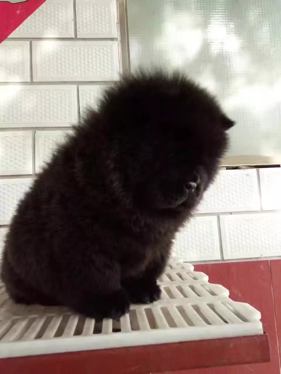 太原黑色松狮价格 白色松狮怎么卖的 太原哪里