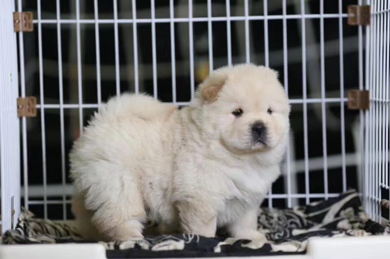 十堰哪里卖黑色松狮 十堰黄色松狮多少钱 十堰纯种松狮怎么卖