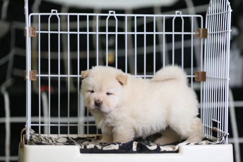 十堰哪里卖黑色松狮 十堰黄色松狮多少钱 十堰纯种松狮怎么卖