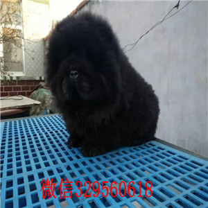 白城哪里能买到松狮犬哪里有卖纯种松狮犬出售纯种松狮 健康可爱面包肉嘴松狮幼犬