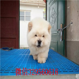 白城哪里能买到松狮犬哪里有卖纯种松狮犬出售