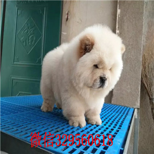 白城哪里能买到松狮犬哪里有卖纯种松狮犬出售纯种松狮 健康可爱面包肉嘴松狮幼犬