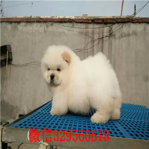 广安哪里有卖纯种松狮犬自家繁殖的纯种松狮幼