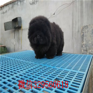 铁岭出售纯种松狮犬纯种松狮犬出售松狮犬图片