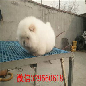 平顶山哪里有卖纯种松狮犬自家繁殖的纯种松狮幼犬松狮犬图片面包肉嘴松狮幼犬