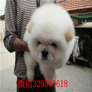 鹤岗出售纯种松狮犬自家繁殖的纯种松狮幼犬肉