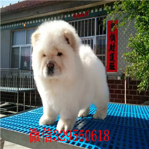 漳州哪里有卖纯种松狮犬自家繁殖的纯种松狮幼犬出售纯种松狮 健康可爱大肉嘴松狮