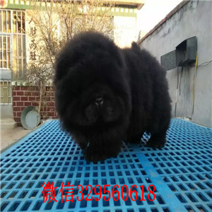 牡丹江哪里有卖纯种松狮犬哪里有卖纯种松狮犬