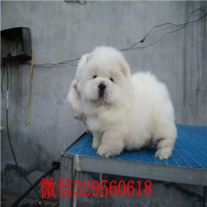 抚顺哪里有卖纯种松狮犬纯种松狮犬出售肉嘴松