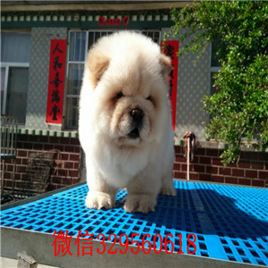 莱芜出售纯种松狮犬哪里有卖纯种松狮犬出售纯种松狮 健康可爱面包肉嘴松狮幼犬