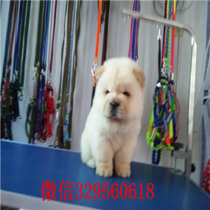 漳州哪里有卖纯种松狮犬自家繁殖的纯种松狮幼犬出售纯种松狮 健康可爱大肉嘴松狮