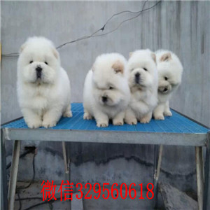 平顶山哪里有卖纯种松狮犬自家繁殖的纯种松狮幼犬松狮犬图片面包肉嘴松狮幼犬