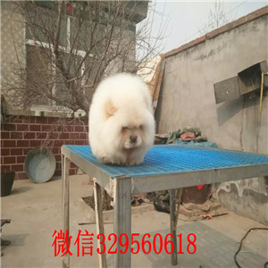 鞍山出售纯种松狮犬自家繁殖的纯种松狮幼犬松