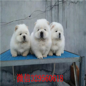 平顶山哪里有卖纯种松狮犬自家繁殖的纯种松狮幼犬松狮犬图片面包肉嘴松狮幼犬