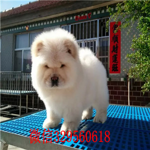 阳江出售纯种松狮犬自家繁殖的纯种松狮幼犬肉