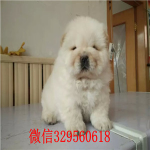 铁岭出售纯种松狮犬纯种松狮犬出售松狮犬图片大肉嘴松狮