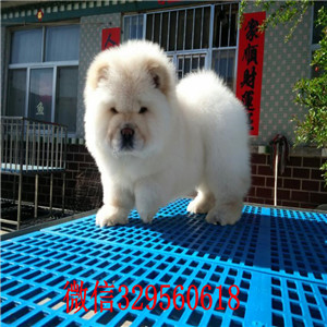 铜陵哪里有卖纯种松狮犬纯种松狮犬出售出售纯