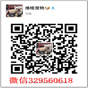 吉林出售纯种松狮犬自家繁殖的纯种松狮幼犬出