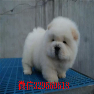 扬州哪里有卖纯种松狮犬哪里有卖纯种松狮犬肉