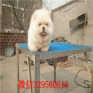 牡丹江哪里有卖纯种松狮犬哪里有卖纯种松狮犬出售纯种松狮 健康可爱面包肉嘴松狮幼犬