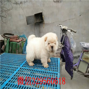 平顶山哪里有卖纯种松狮犬自家繁殖的纯种松狮幼犬松狮犬图片面包肉嘴松狮幼犬