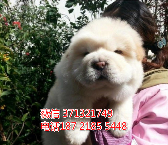 松狮犬出售健康幼犬，太原狗场 犬舍繁殖松狮狗