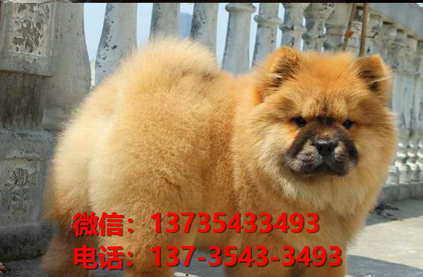 珠海宠物狗犬舍出售纯种松狮犬 网上哪里有宠物狗领养